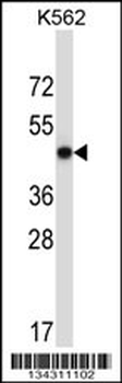 METAP2 Antibody (N-term)