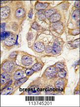 H Cadherin (CDH13) Antibody (C-term)