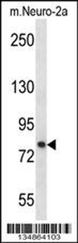 Mouse Prkca Antibody (N-term)