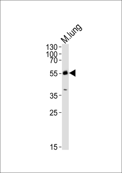 MLKL Rabbit Polyclonal Antibody