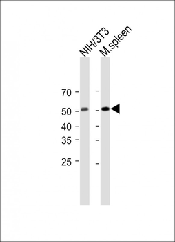MLKL Rabbit Polyclonal Antibody