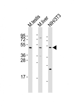 MLKL Rabbit Polyclonal Antibody