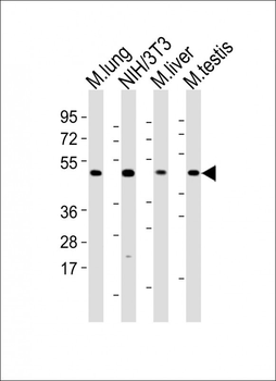 MLKL Rabbit Polyclonal Antibody
