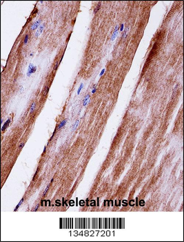 Mapk3 Antibody (C-term)