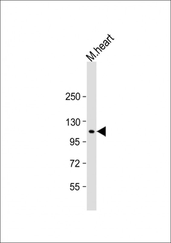 Mouse Npr2 Antibody (Center)