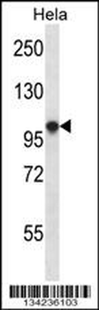 HCN1 Antibody (C-term)