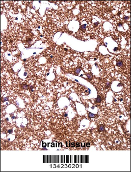 HCN1 Antibody (C-term)