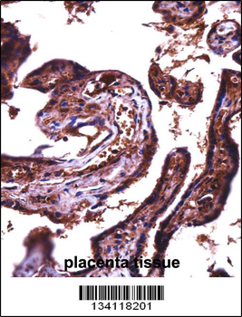 JAM2 Antibody (N-term)