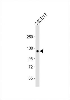 COL2A1 Antibody (C-term)
