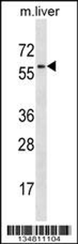 Mouse Map2k7 Antibody (Center)
