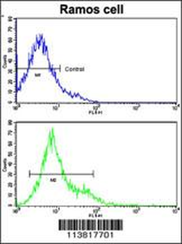 CD3Z Antibody (N-term)