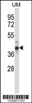OAF Antibody (N-term)
