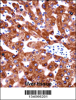 CYB5A Antibody (Center)