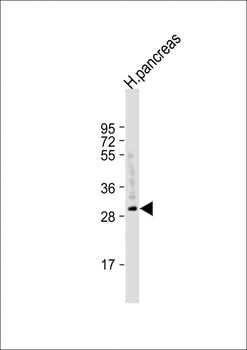 CELA2A Antibody (C-term)