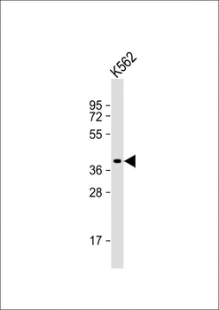 WNT8B Antibody (C-term)