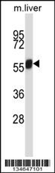 Mouse Nek3 Antibody (C-term)