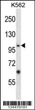 Mouse Epha4 Antibody (Center)