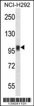 NFATC1 Antibody (C-term)