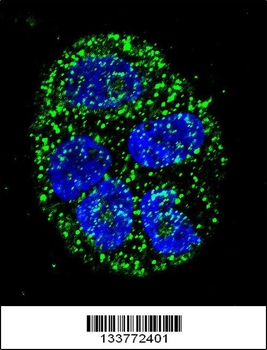 AGR2 Antibody (N-term)