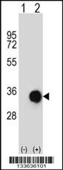 CASP6 Antibody (N-term)