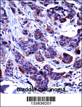 CASP6 Antibody (N-term)