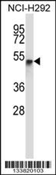 RANBP3L Antibody (Center)
