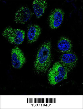 IL13 Antibody (C-term)