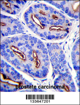 FOLH1 Antibody (N-term)