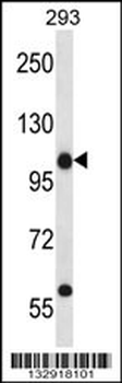 PCNX4 Antibody (Center)