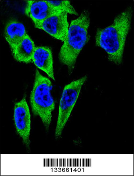 LDHA Antibody (C-term)