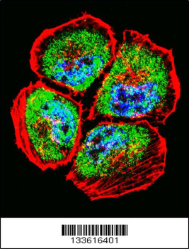 MMP3 Antibody (N-term)