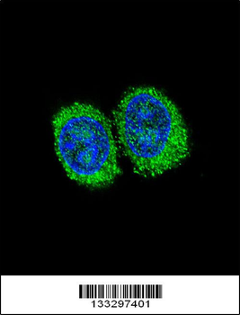 NPC1 Antibody (Center)