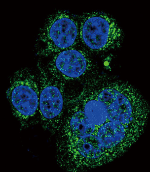HtrA1 Antibody (N-term)