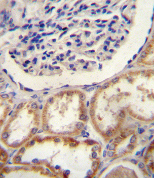 HtrA1 Antibody (N-term)