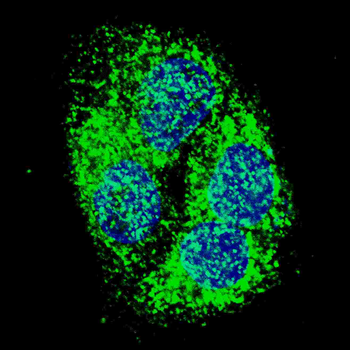 BNIP3 Antibody (BH3 Domain Specific)
