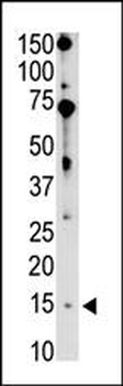 Bik BH3 Domain Antibody