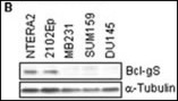 Bcl-G BH3 Domain Antibody