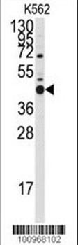 Bcl-G BH3 Domain Antibody
