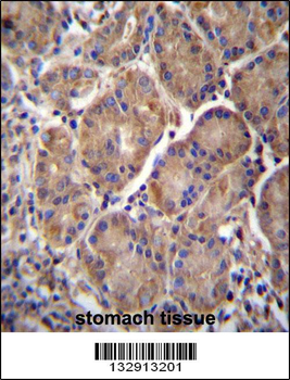 MMRN2 Antibody (C-term)