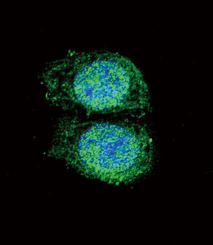 Bcl-2 Antibody (BH3 Domain Specific)