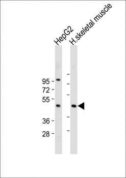 ASAM Antibody (Center)