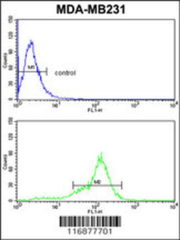 BCL2A1 Antibody (Center)