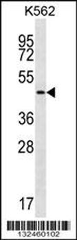 GIF Antibody (Center)