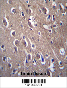 PON2 Antibody (N-term)