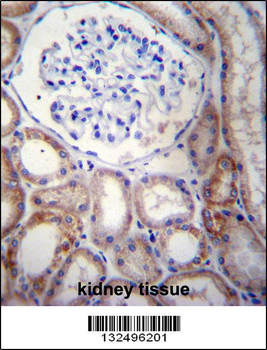 STARD5 Antibody (N-term)
