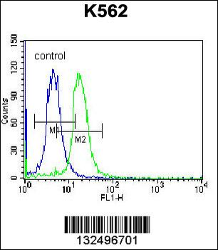 STARD5 Antibody (N-term)