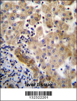 LIN7C Antibody (C-term)