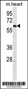 LINGO4 Antibody (C-term)