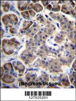 RPL15 Antibody (N-term)