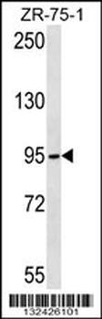 TUBGCP2 Antibody (Center)